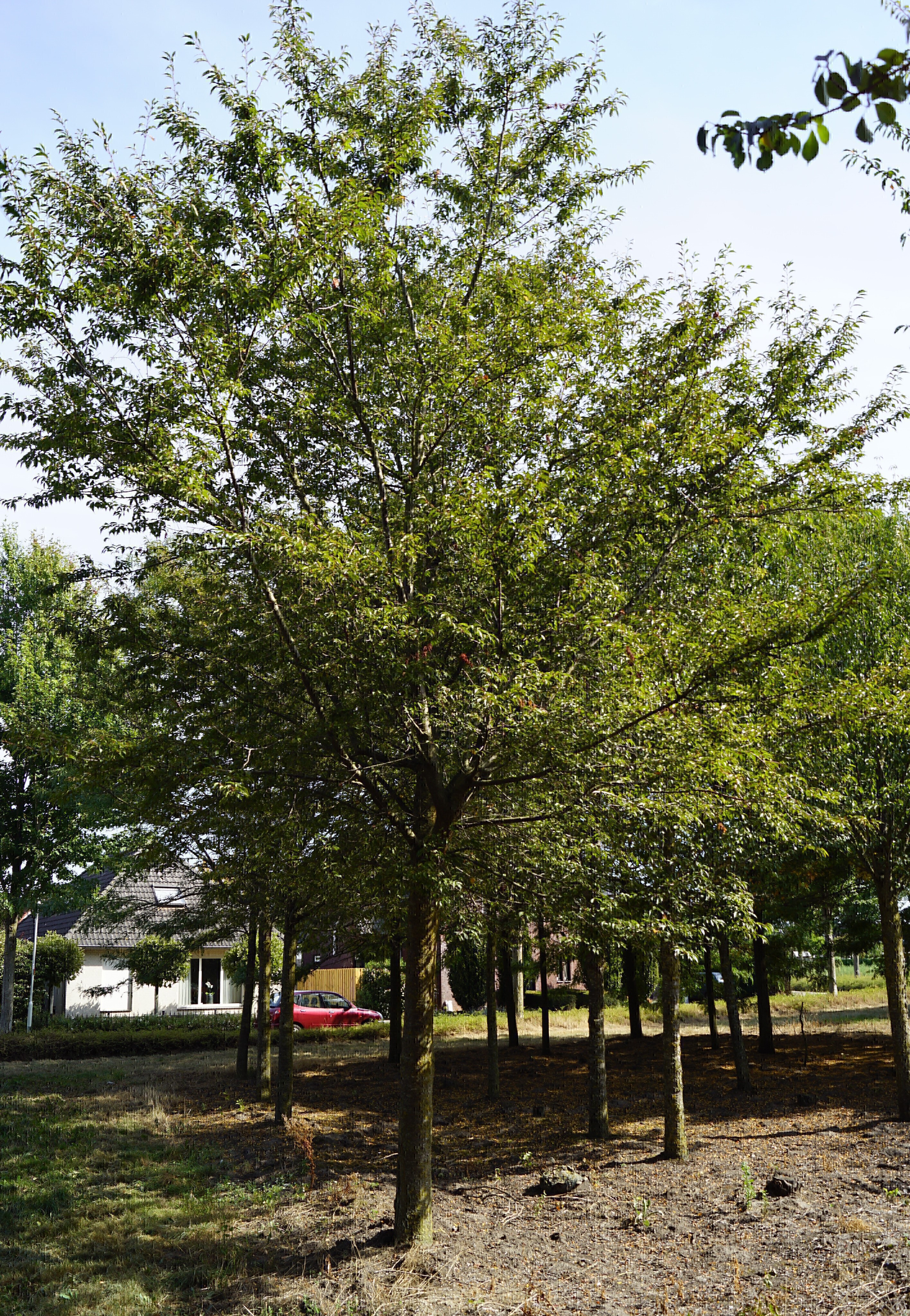 Prunus 'Okame' 70-80